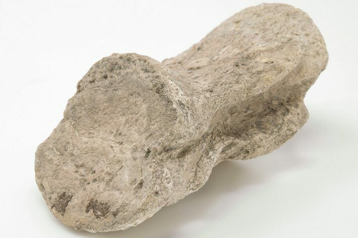 Bargain, Plesiosaur (Trinacromerum) Dorsal Vertebra - Kansas #197818